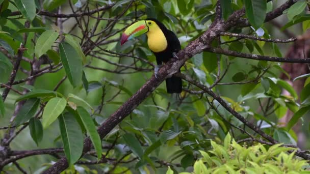 Tucán Quilla Ramphastos Sulfuratus Encaramado Rama — Vídeos de Stock