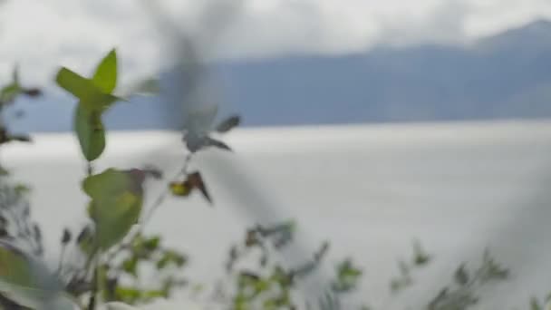 Pozostawia Kołysząc Się Wietrzny Dzień Zamarzniętym Tle Morskim Anchorage Alasce — Wideo stockowe