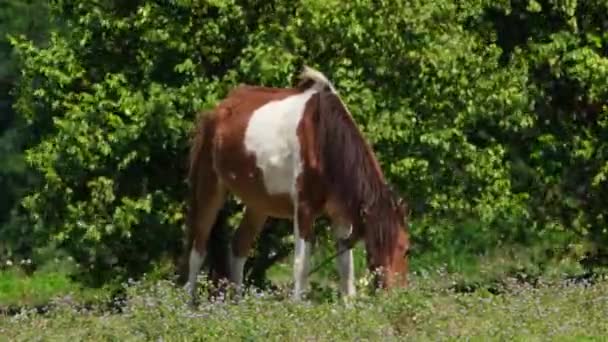 Ein Braunes Und Weißes Pferd Weidet Einem Windigen Morgen Auf — Stockvideo