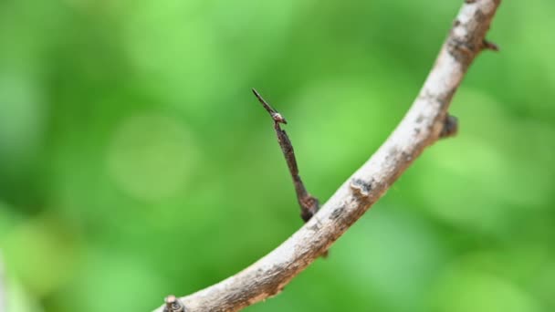 Tiny Praying Mantis Phyllothelys Captured Macro Lens Perched Twig Looking — Stock Video