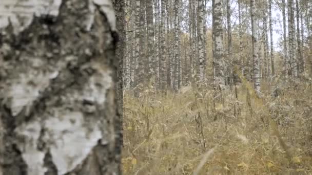 Nyírfa Erdőben Ősszel — Stock videók