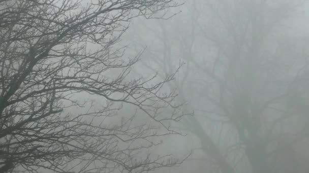 Décembre Froid Fantomatique Hantant Silhouette Des Branches Arbres Sans Feuilles — Video