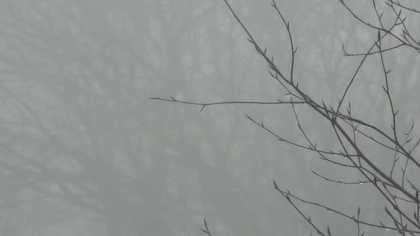 Kalter Dezember Gespenstisch Eindringlich Blattlose Äste Silhouette Dichtem Winternebel Nahaufnahme — Stockvideo