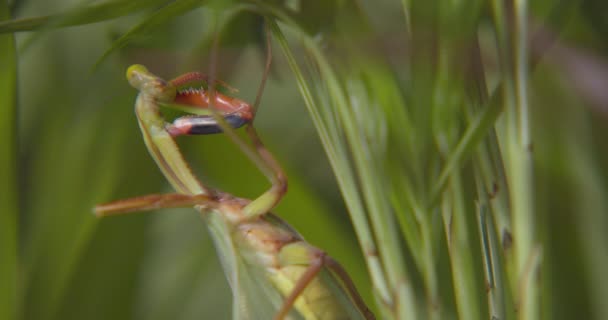 Primer Plano Una Mantis Religiosa Limpiando Pierna Mientras Está Posada — Vídeos de Stock