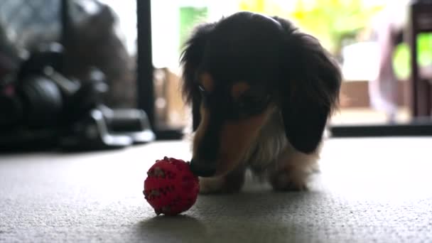 Zpomalený Záběr Miniaturní Dlouhosrstý Jezevčík Pes Zvědavě Vyšetřuje Hračku Míč — Stock video