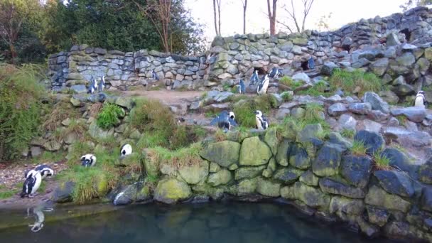 Colony African Penguin Preening While Habitats Burgers Zoo Park Arnhem — Vídeo de stock