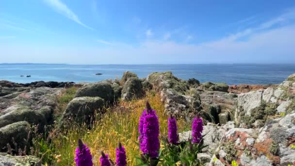 fialové květy na kopci nad mořem