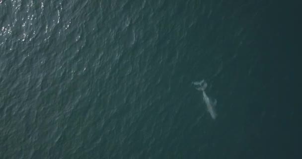 Top Pohled Delfíny Páření Arabském Moři Jižní Goa Indie Anténa — Stock video