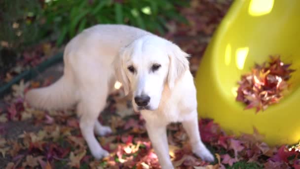 Bahçede Oynayan Şirin Köpeği — Stok video