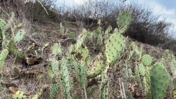 地元のカリフォルニアウォーキングトレイルのサボテン — ストック動画