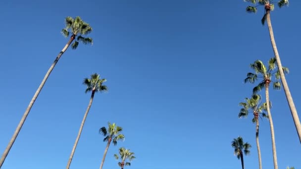 Palme California Strada Residenziale — Video Stock