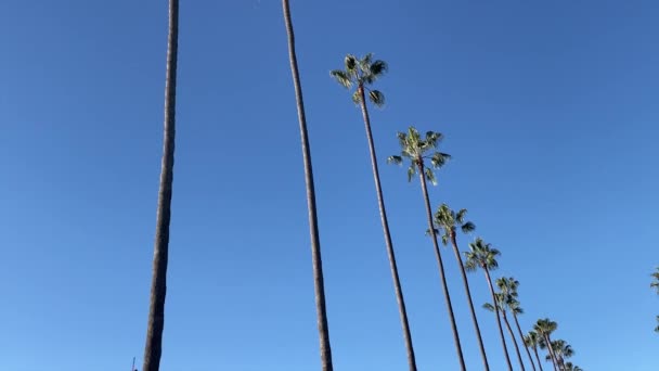 Калифорнийские Пальмы Жилой Улице — стоковое видео