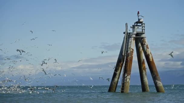 Movimiento Lento Bandada Aves Silvestres Volando Sobre Océano Cerca Estructura — Vídeo de stock