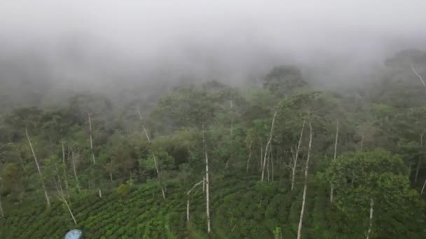 Вид Воздуха Показывающий Туманный Чайный Сад Tritis Kulon Progo Зеленый — стоковое видео