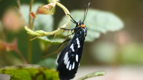 Mariposa Negra Posada Sobre Una Rama Bosque Salvaje — Vídeo de stock