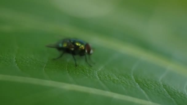 Záběry Černé Mouchy Moucha Pohybuje Křídly Když Přistane Listí Fly — Stock video