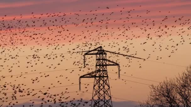 Stare Fliegen Und Ruhen Auf Strommasten Gegen Den Abendhimmel — Stockvideo