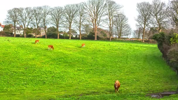 Guernsey Cattle Breed Grazing Lush Green Meadow Guernsey Island Disparo — Vídeos de Stock