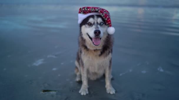 Fijne Husky Hond Leuke Grappige Hond Met Kerstmuts Het Strand — Stockvideo