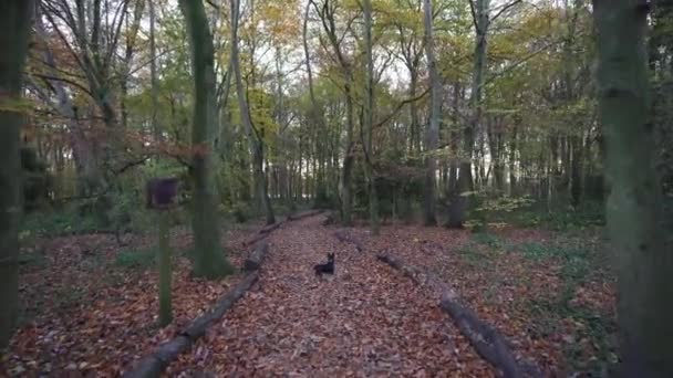 Pov Passeggiando Cane Attraverso Foglie Autunnali Cadute Nella Foresta — Video Stock