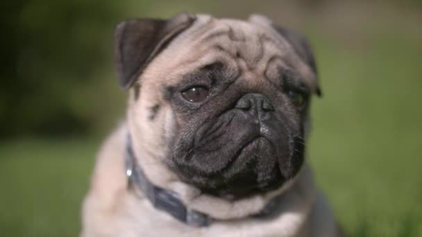 Πορτρέτο Ενός Σκυλιού Pug Πρόσωπο Λυπημένος Νυσταγμένος Φως Καφέ Ελαφάκι — Αρχείο Βίντεο