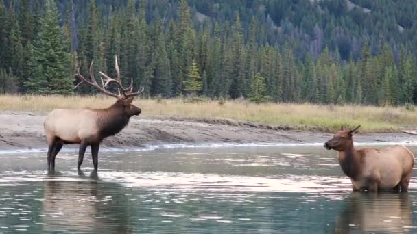 Alces Machos Dominantes Río Junto Una Vaca Temporada Fricción Canadá — Vídeos de Stock