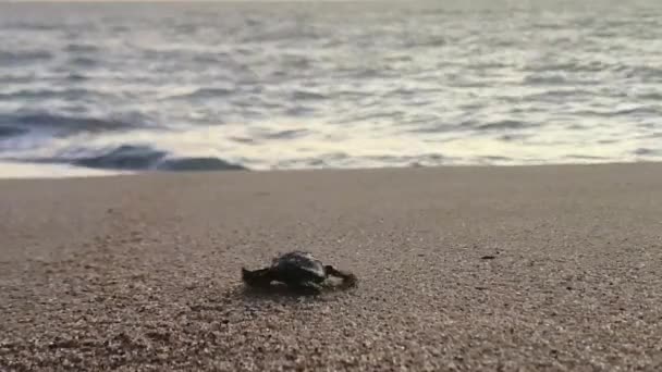 Νεογέννητη Δερματοχελώνα Που Αγωνίζεται Για Θάλασσα Πρωί Χρησιμοποιώντας Πτερύγια Μαλακή — Αρχείο Βίντεο