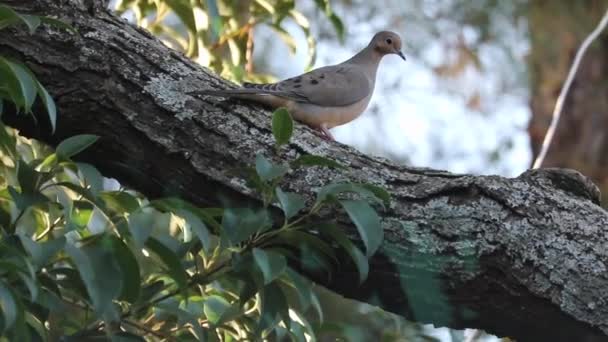 Una Paloma Luto Aislada Parada Rama Árbol Zenaida Macroura Bird — Vídeo de stock