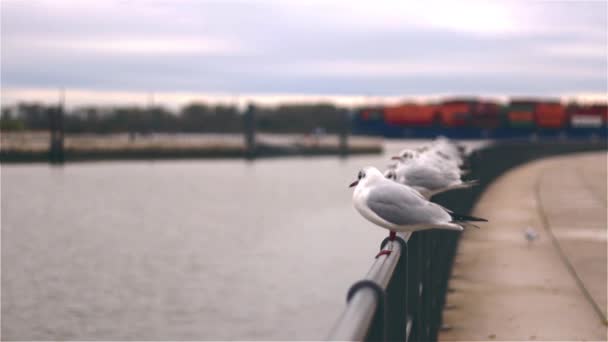 港の近くの海辺の都市部の手すりに立つキティウェイクカモメ 海鳥のグループ — ストック動画
