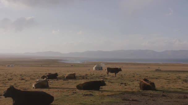 Vordergrund Eine Gruppe Kühe Hintergrund Eine Jurte Während Die Kamera — Stockvideo