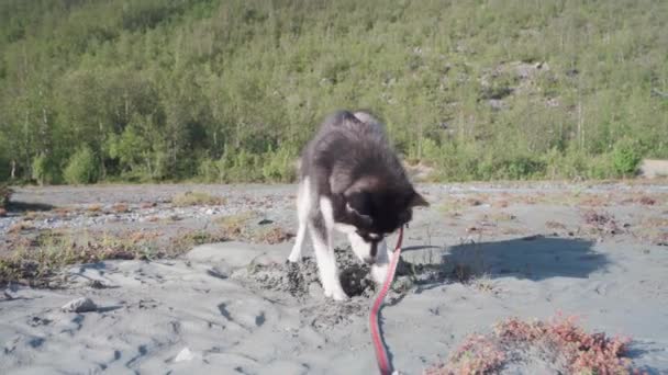 Husky Menggali Pasir Menemukan Sesuatu — Stok Video