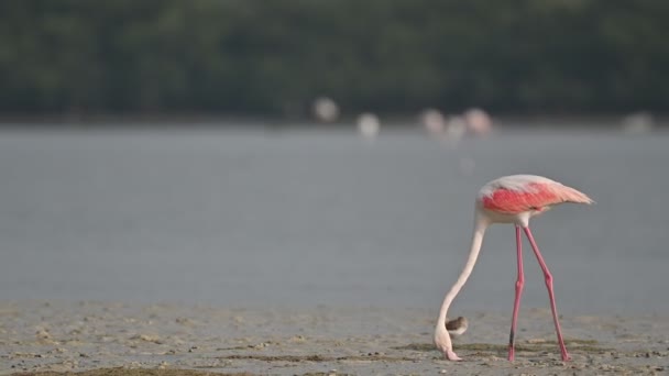 Stěhovaví Ptáci Větší Plameňáci Hledají Potravu Blátivých Mangrovích Bahrajn — Stock video