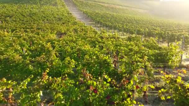 Szőlőültetvény Mezőgazdaság Szőlőtermesztés Naplemente Légi Kilátás Langhe Piemonte — Stock videók