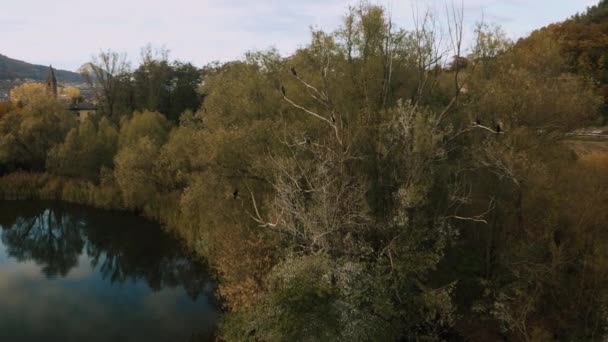 Dron Zmienia Się Stado Ptaków Siedzących Drzewie Nad Jeziorem Caldonazzo — Wideo stockowe