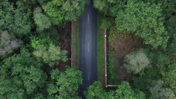 Сверху Вниз Воздушный Снимок Пышного Зеленого Леса Окружающего Проселочную Дорогу — стоковое видео