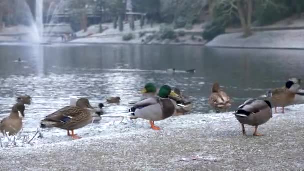 Mallard Ducks Next Pond Frozen Winter Day — Stock video