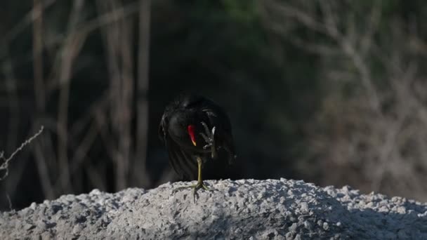 Aves Migratorias Moorhen Las Tierras Baldías Ciudad Como Alimento — Vídeo de stock