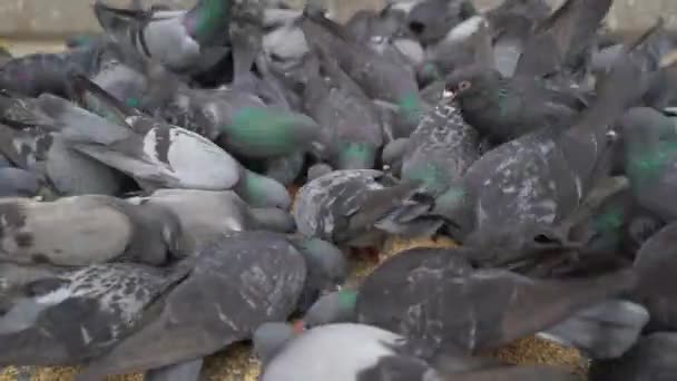 Pombos Comem Comida Nas Ruas Kolkata — Vídeo de Stock