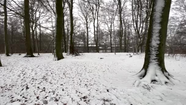 Weglopen Het Zweedse Winterwoud — Stockvideo