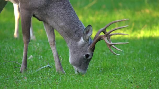 Makroaufnahme Eines Männlichen Weißschwanzhirschbabys Das Bei Sonnenuntergang Auf Einer Grünen — Stockvideo