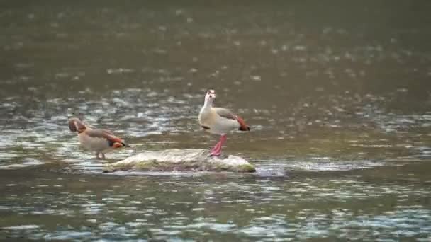 Close Van Twee Egyptische Ganzen Rusten Rots Van Ondiep Water — Stockvideo