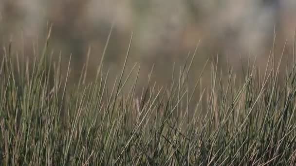 池のほとりの乾いた草は冬にはまだ水面に映る — ストック動画