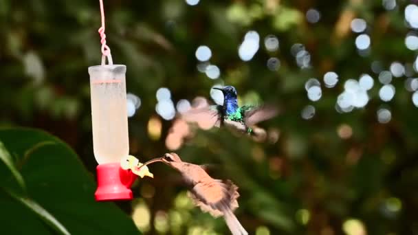 자코뱅 Floricheeg Mellivora 과길게 당긴허 Phaethornis Longirostris 120Fps 주위에서 이들을 — 비디오