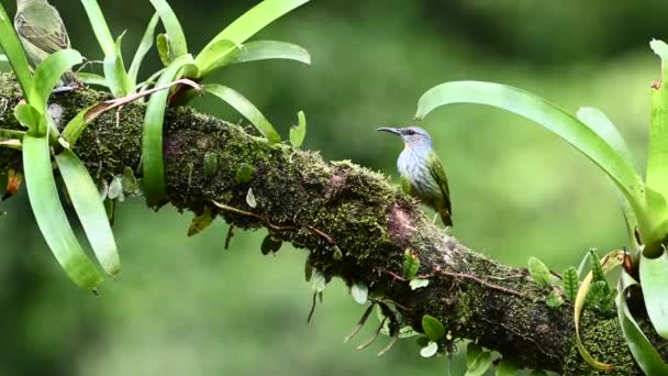 Shining Honeycrepper Cyanerpes Lucidus Female Perched Branch Bromelia — Stock Video