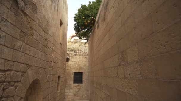 Mdina Nın Antik Kentinde Portakal Yetiştiren Turunçgiller — Stok video