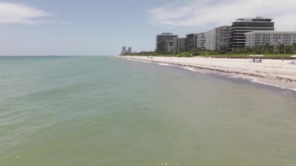 Niskie Połowy Powietrza Brown Pelikany Latające Wzdłuż Piaszczystej Plaży — Wideo stockowe