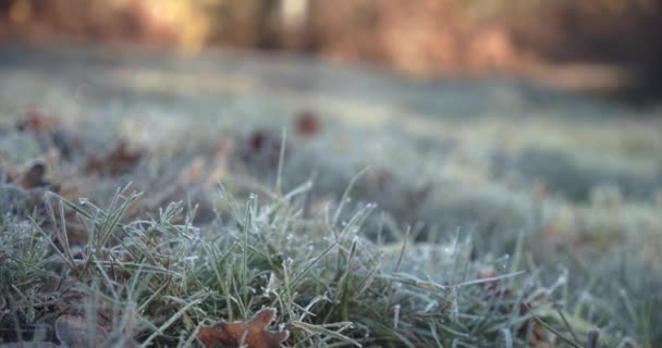 Gros Plan Herbe Verte Avec Rosée Matin — Video