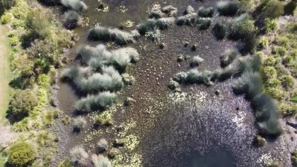 Drone Che Scende Uno Stagno Parco Australiano — Video Stock
