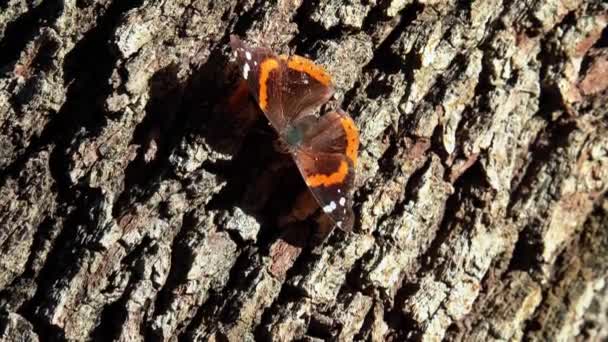 Μακρο Πλάνο Του Φωτισμού Monarch Butterfly Στηρίζεται Βελανιδιά Και Φέρουν — Αρχείο Βίντεο