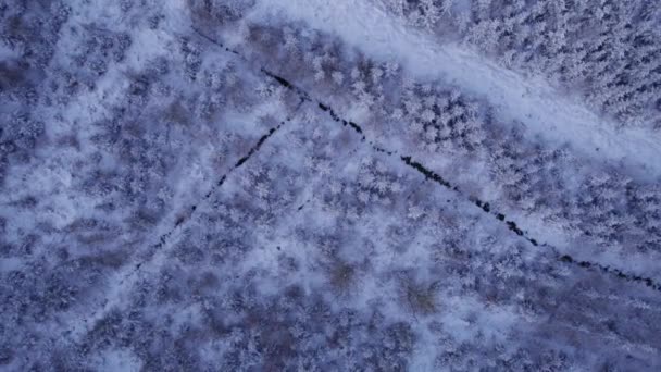 デンマークのスプルースの木で覆われた雪の森のトップダウンビューを回転 — ストック動画